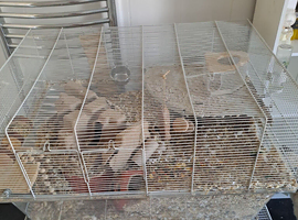 2 male gerbils