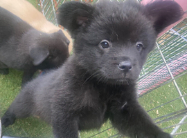 French spitz