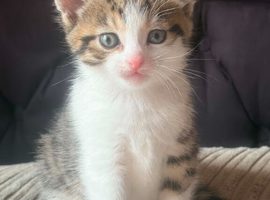 Male kitten-ready to leave now!