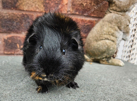 Male guinea pig available