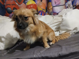 Long hair 7 months old chihuahua