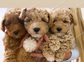 3 f1b boys