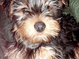 Last little boy Miniture Yorkshire terrier puppies 8 weeks
