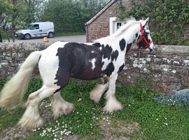 Black and white 13. 2 hands G gelded
