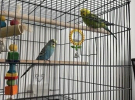 budgies