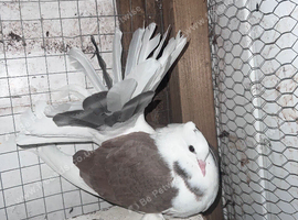Indian Faintail for sale