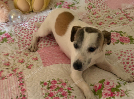 Male jack Russel