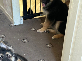 German shepherd pups