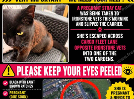 Missing cat TS3 Middlesbrough