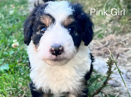 Lassie/Border Collie X Toy Poodle