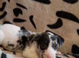 Beautiful Merle Staffy pups