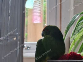 Kakariki male 5.5 months old