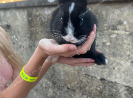 Beautiful baby bunnies
