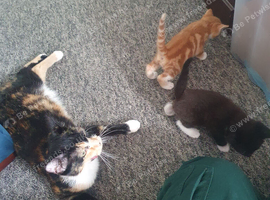 Adorable kittens