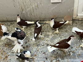 Lahore some pairs