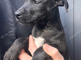 Patterdale x puppies