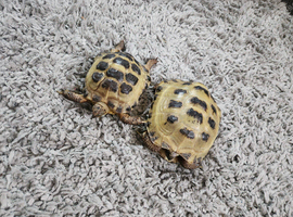 X2 horsefield tortoise