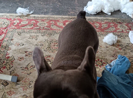 French bulldog for sale