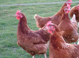Warren laying Hens