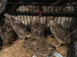 japanese jumbo couternix quails