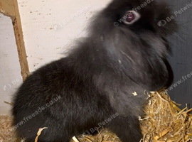 Male lion lop