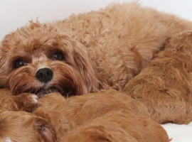 Quality, Red, Low-Shedding Toy Cavapoo Puppies