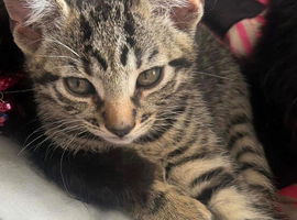 TABBY KITTEN