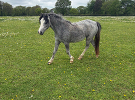 Welsh section A 2 year old Filly