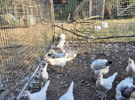 Chickens for sale