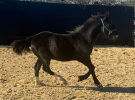 Stunning Black foal to make 15h