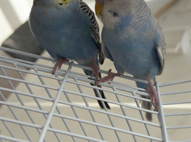 2 male Budgies