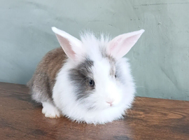 Baby bunnys