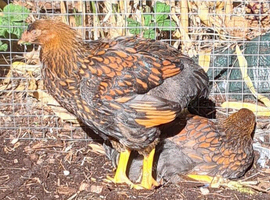 Gold laced Wyandotte chickens LF