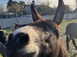 Bonded pair of donkeys