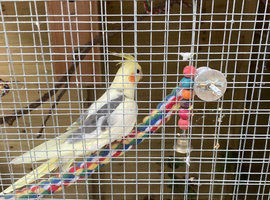 Young Female Pied Cockatiel
