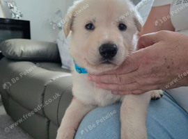Beautiful litter of GSD puppies for sale