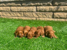 Cockapoo puppies