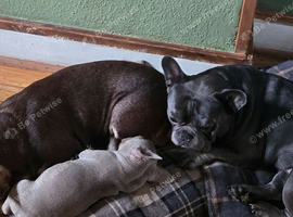 Hi we have one beautiful little girl left out of 5 looking for her forever home