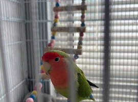 Male peach faced lovebird