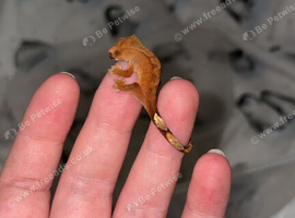 baby crested geckos (NOT READY)