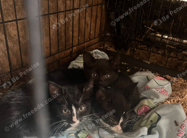 8 week old kittens