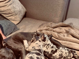 Frenchie Puppies For Sale