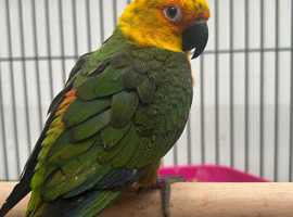 Hand Reared Baby Jenday Conures