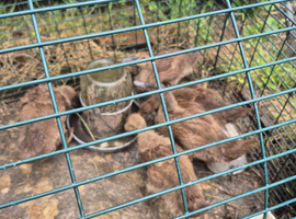 6 week old Khaki campbell ducklings