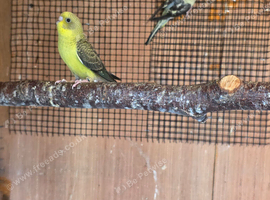 Baby budgies