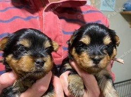 Beautiful Yorkshire terrier Puppies