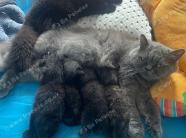 British long haired X Persian kittens