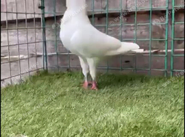 Pigeon for sale