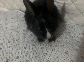 dutch rabbit sale