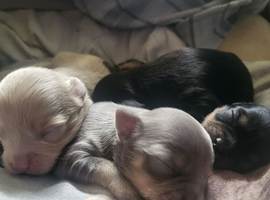 Chihuahua puppies